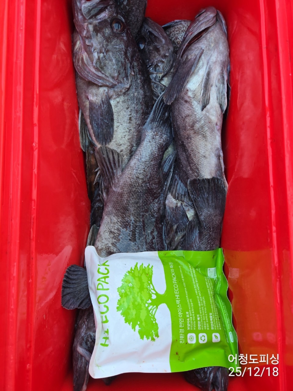 최강피싱 063.463.0800_사진_20251219_60.jpg