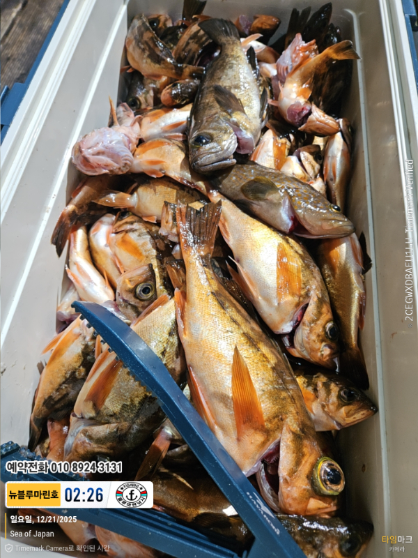 2025-12-21 02.26.01_Japan_(제목-뉴블루마린호)_(예약전화 010 8924 3131).jpg
