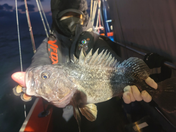 군산 선상낚시, 바다낚시 출조 전문 ☆서군산낚시☆_사진_20251228_1.jpg