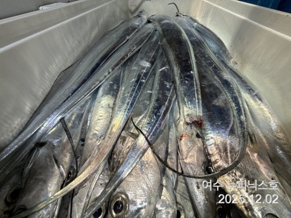 12월2일갈치 (19).jpg