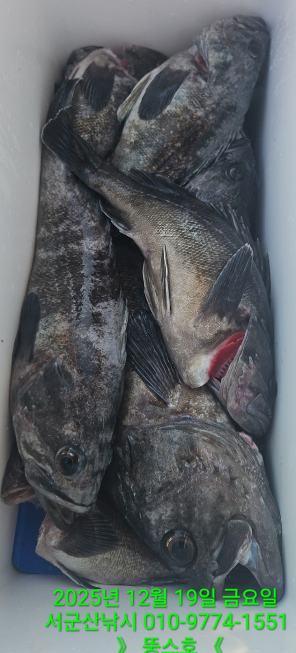 군산 선상낚시, 바다낚시 출조 전문 ☆서군산낚시☆_사진_20251219_11.jpg