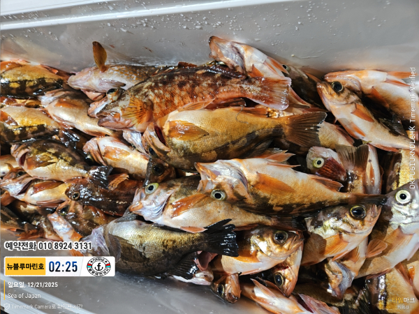 2025-12-21 02.25.39_Japan_(제목-뉴블루마린호)_(예약전화 010 8924 3131).jpg