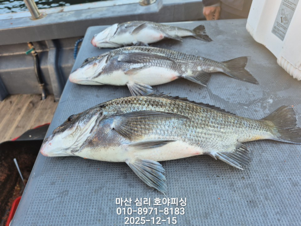 호야피싱_사진_20251215_3.jpg
