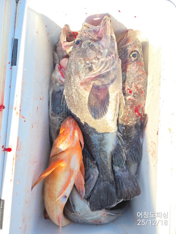 최강피싱 063.463.0800_사진_20251219_53.jpg