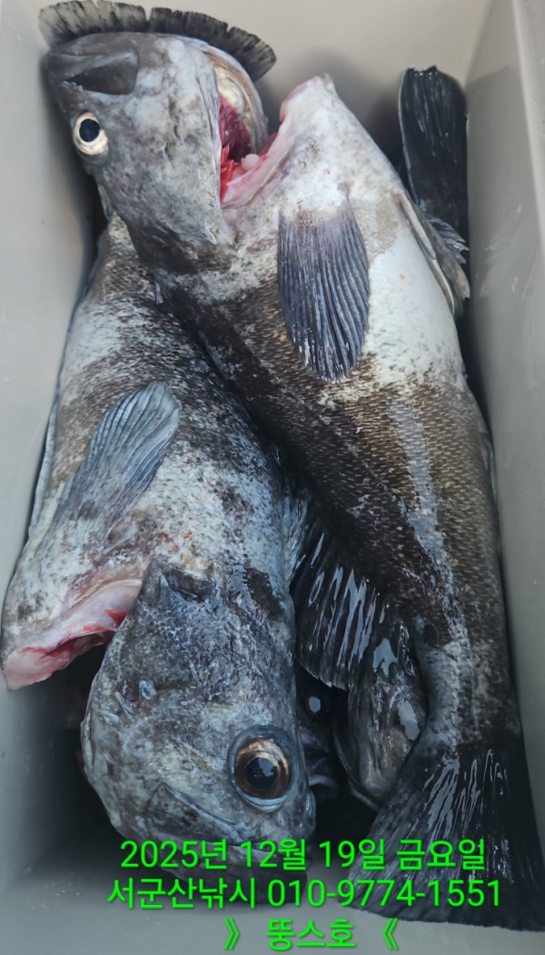 군산 선상낚시, 바다낚시 출조 전문 ☆서군산낚시☆_사진_20251219_13.jpg
