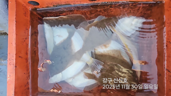 신신낚시 강구점 신신호_사진_20251130_9.jpg