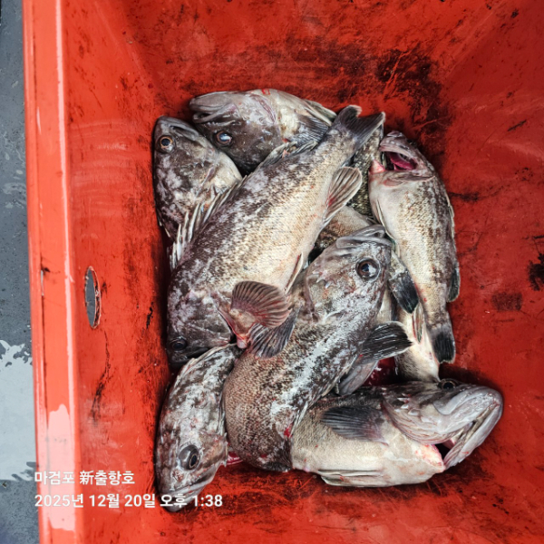 ꫛꫀꪝ✧‧˚ 태안 마검포 新출항호 .• _˚☀₊_사진_20251220_23.jpg