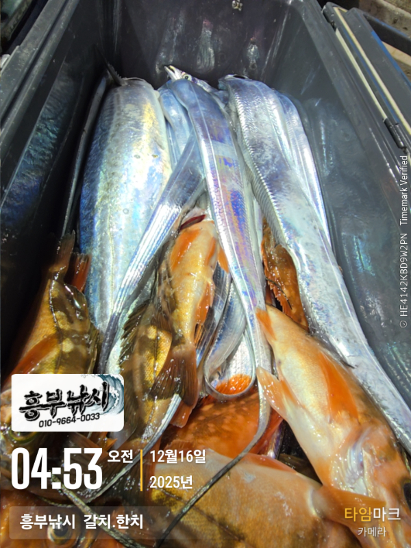 2025-12-16 04.53.06__(-흥부낚시  갈치.한치).jpg