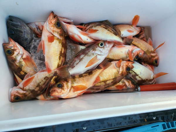 군산 선상낚시, 바다낚시 출조 전문 ☆서군산낚시☆_사진_20251228_20.jpg