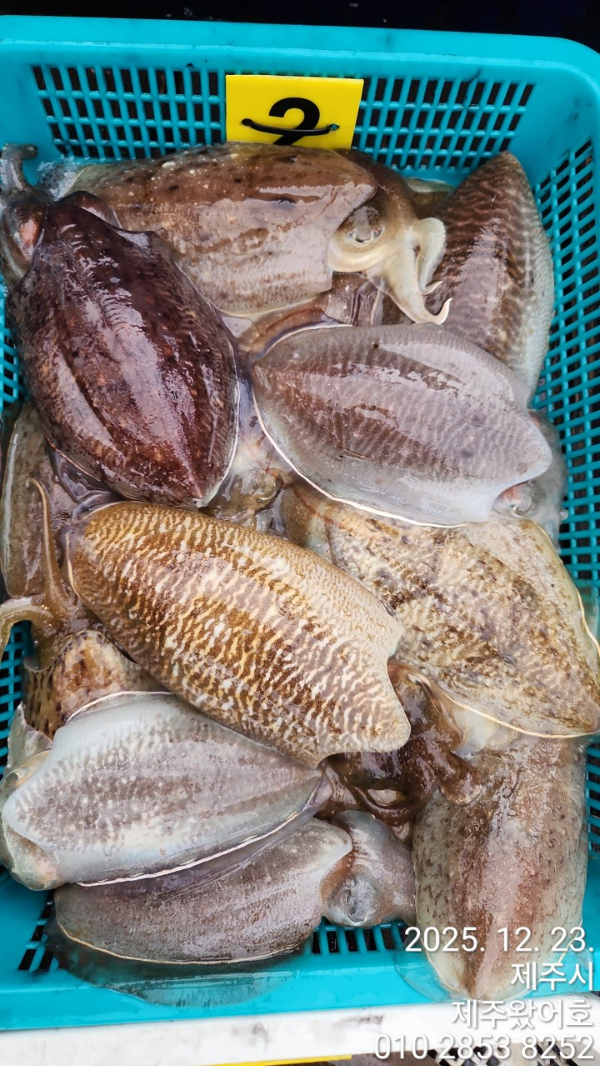 제주왔어호_사진_20251223_8.jpg