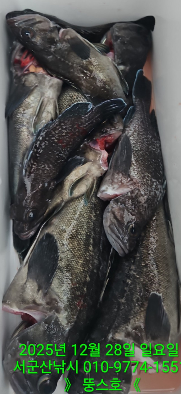 군산 선상낚시, 바다낚시 출조 전문 ☆서군산낚시☆_사진_20251228_8.jpg