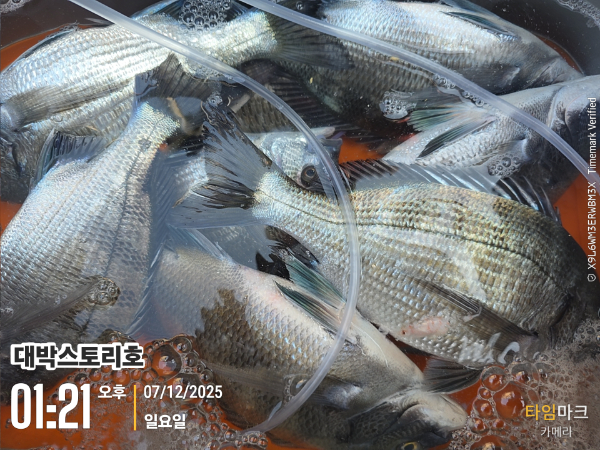 2025-12-07 01.21.27__(대박스토리호).jpg