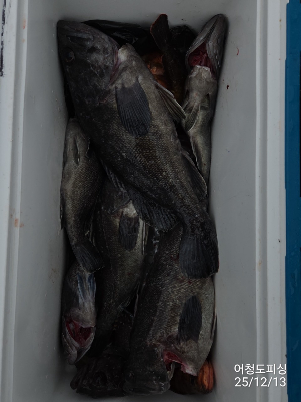 최강피싱 063.463.0800_사진_20251213_54.jpg