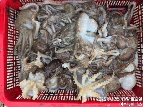 13일왕쭈꾸미.낙지 (6).jpg