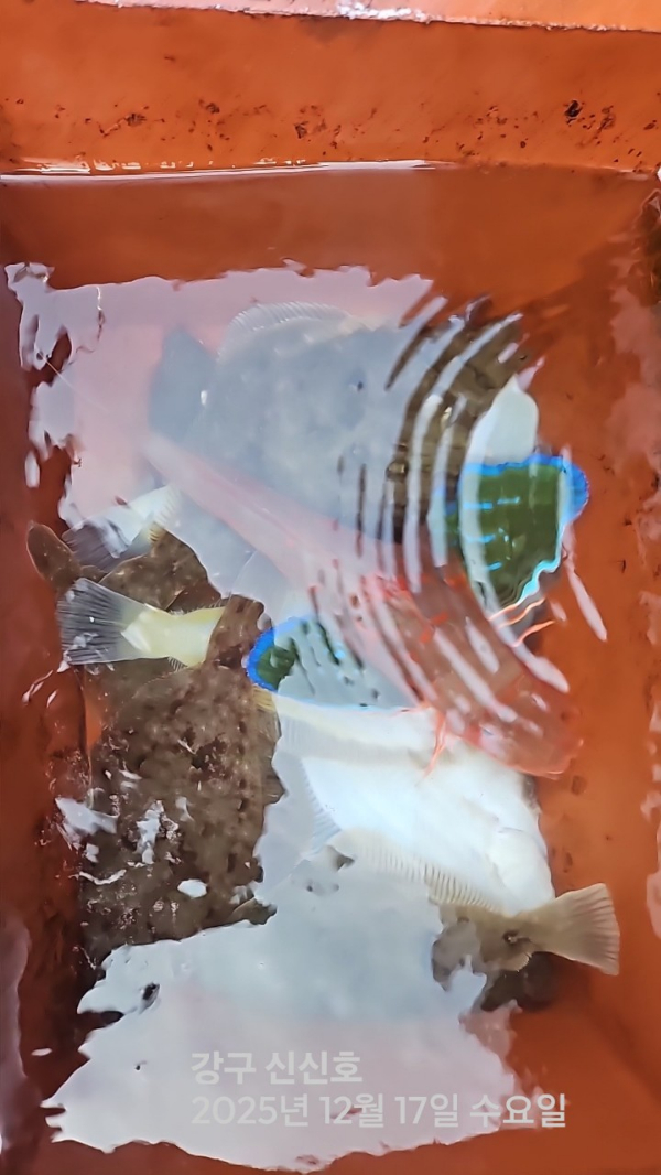 신신낚시 강구점 신신호_사진_20251217_2.jpg