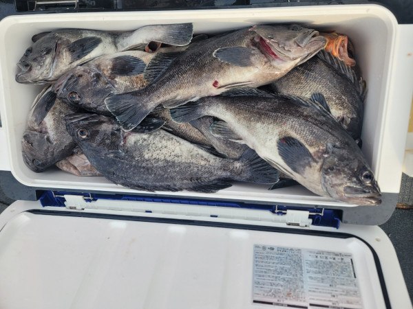 군산 선상낚시, 바다낚시 출조 전문 ☆서군산낚시☆_사진_20251210_6.jpg