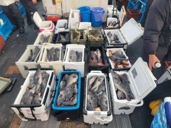 군산 선상낚시, 바다낚시 출조 전문 ☆서군산낚시☆_사진_20251210_1.jpg