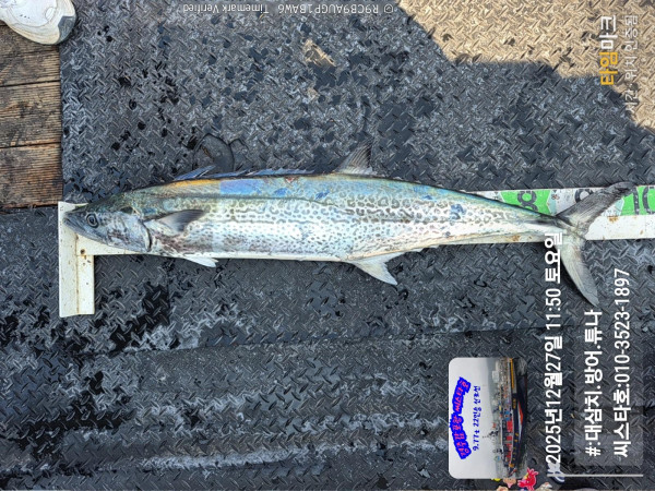 2025-12-27 11.50.53__(#-대삼치.방어.튜나)_(씨스타호-010-3523-1897).jpg