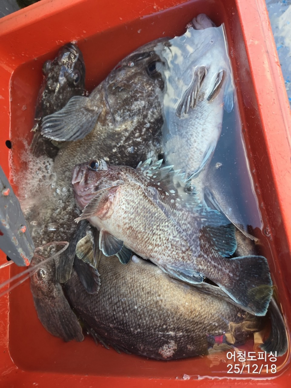 최강피싱 063.463.0800_사진_20251219_30.jpg