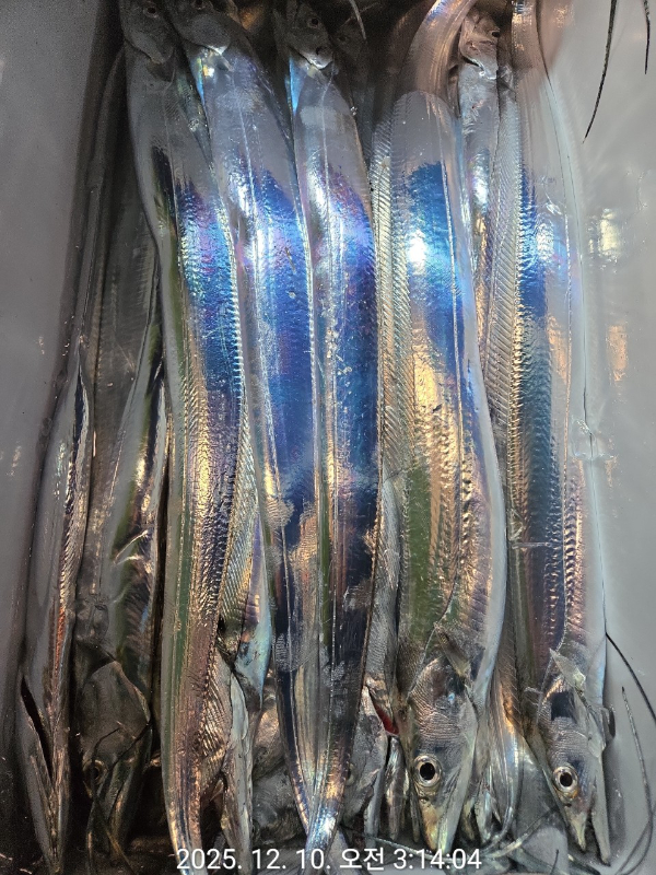 제주선상낚시피닉스호_사진_20251210_6.jpg