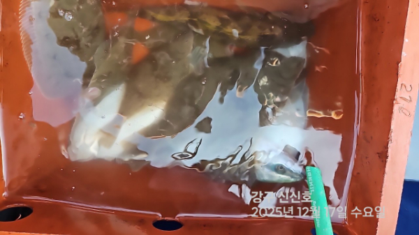 신신낚시 강구점 신신호_사진_20251217_5.jpg