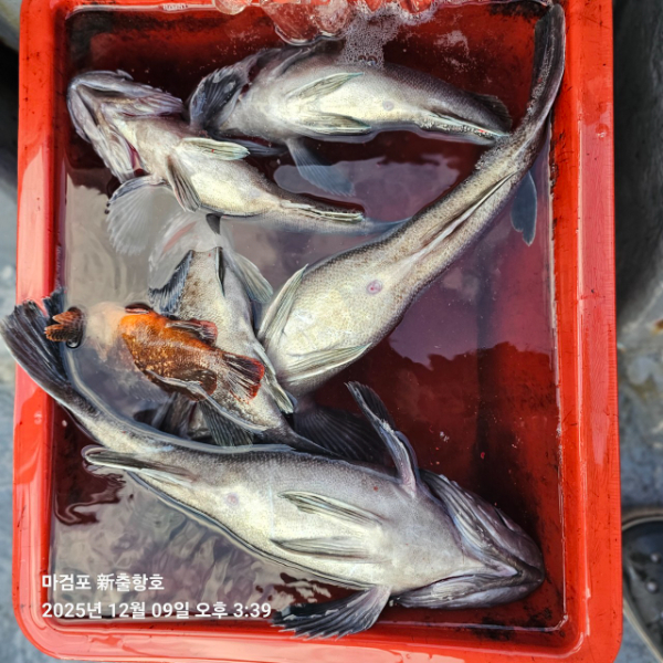 ꫛꫀꪝ✧‧˚ 태안 마검포 新출항호 .• _˚☀₊_사진_20251209_9.jpg