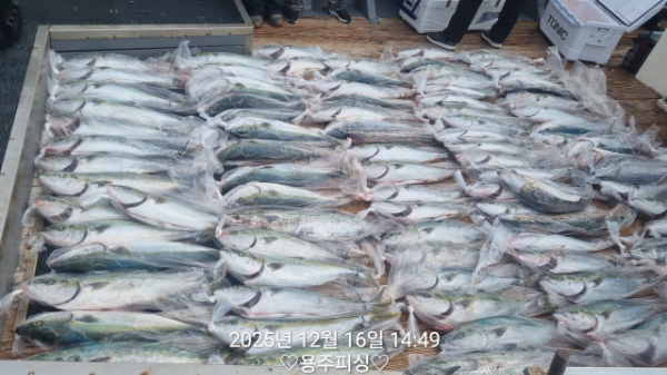용주피싱_갈치낚시_갑오징어_문어_한치낚시_쭈꾸미_생활낚시_외수질_사진_20251216_2.jpg