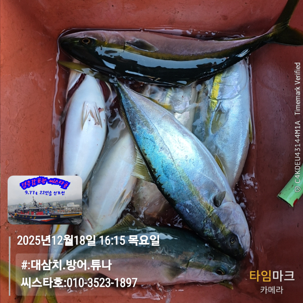 2025-12-18 16.15.25__(#-대삼치.방어.튜나)_(씨스타호-010-3523-1897).jpg