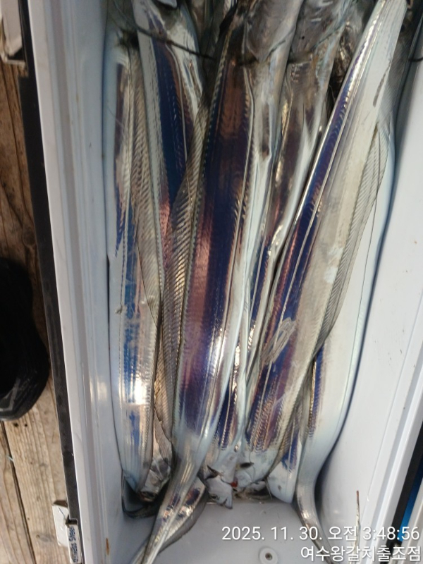 여수왕갈치출조점_사진_20251130_14.jpg