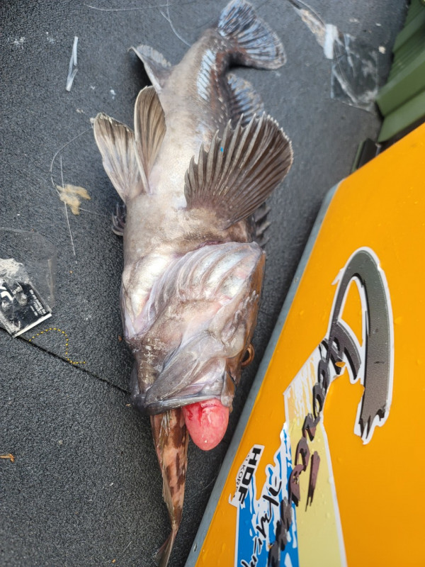 군산 선상낚시, 바다낚시 출조 전문 ☆서군산낚시☆_사진_20251218_4.jpg