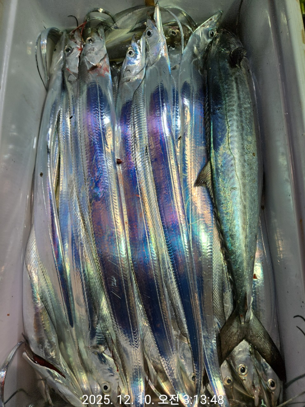 제주선상낚시피닉스호_사진_20251210_3.jpg