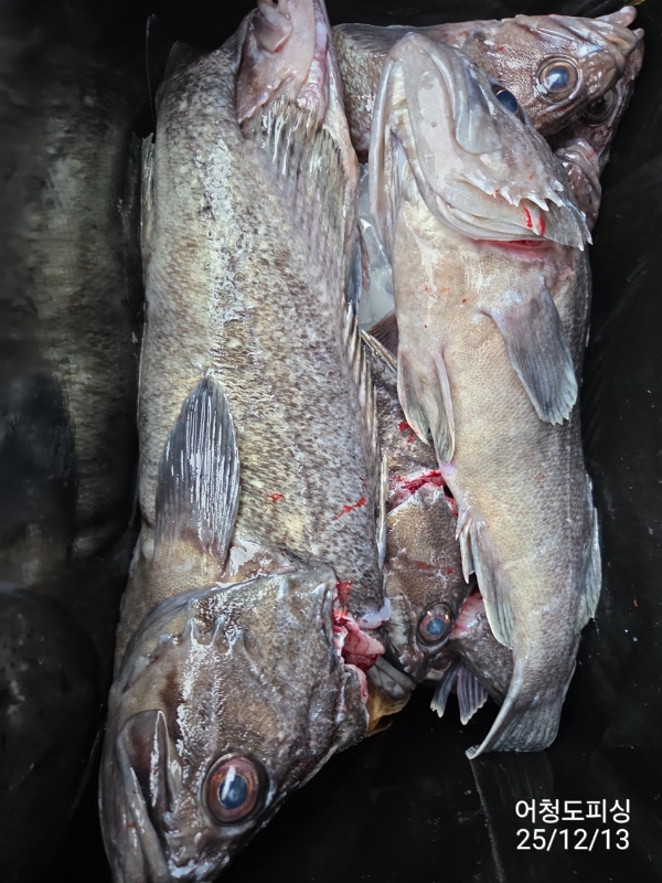 최강피싱 063.463.0800_사진_20251213_46.jpg