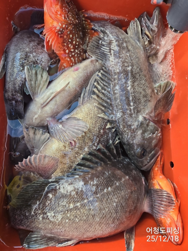 최강피싱 063.463.0800_사진_20251219_40.jpg