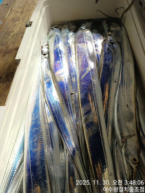 여수왕갈치출조점_사진_20251130_13.jpg