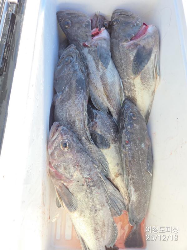 최강피싱 063.463.0800_사진_20251219_48.jpg