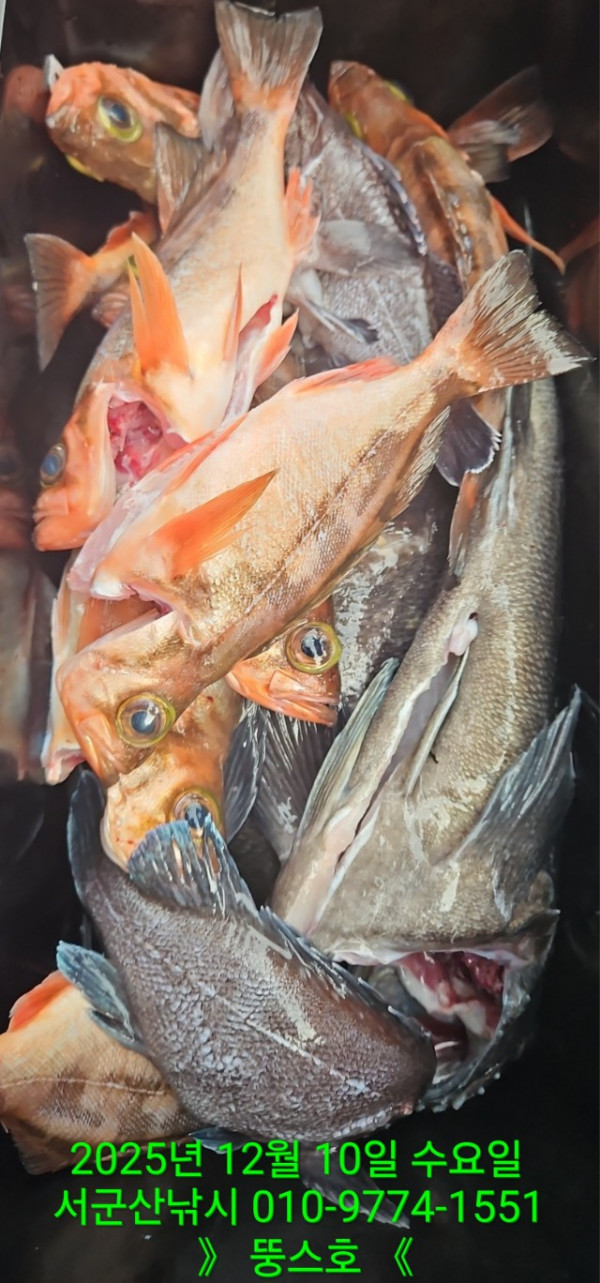 군산 선상낚시, 바다낚시 출조 전문 ☆서군산낚시☆_사진_20251210_19.jpg