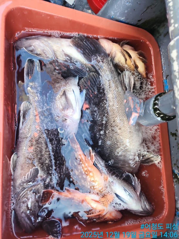 어청도피싱_사진_20251219_17.jpg