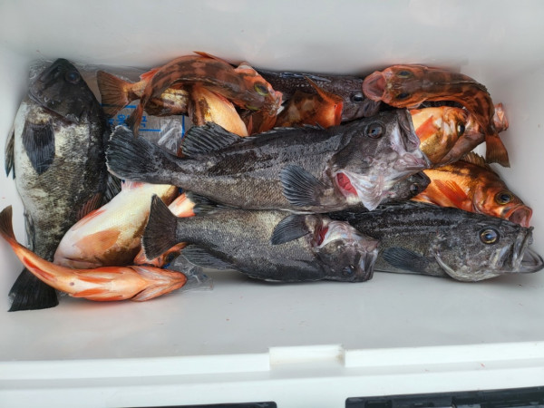 군산 선상낚시, 바다낚시 출조 전문 ☆서군산낚시☆_사진_20251220_5.jpg