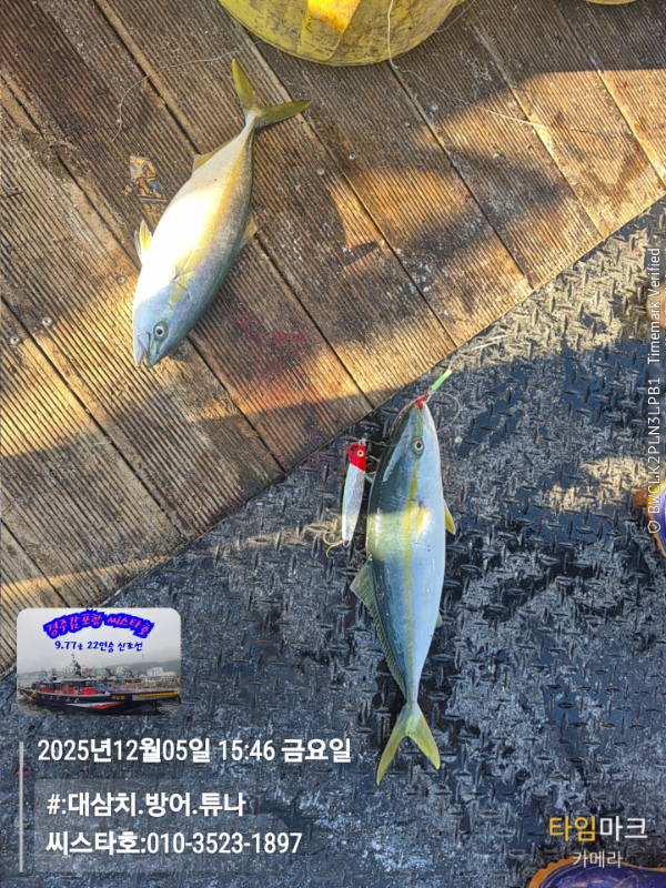 2025-12-05 15.46.19__(#-대삼치.방어.튜나)_(씨스타호-010-3523-1897).jpg