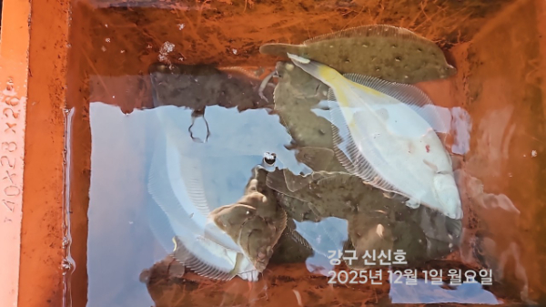 신신낚시 강구점 신신호_사진_20251201_14.jpg