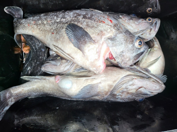 군산 선상낚시, 바다낚시 출조 전문 ☆서군산낚시☆_사진_20251220_1.jpg