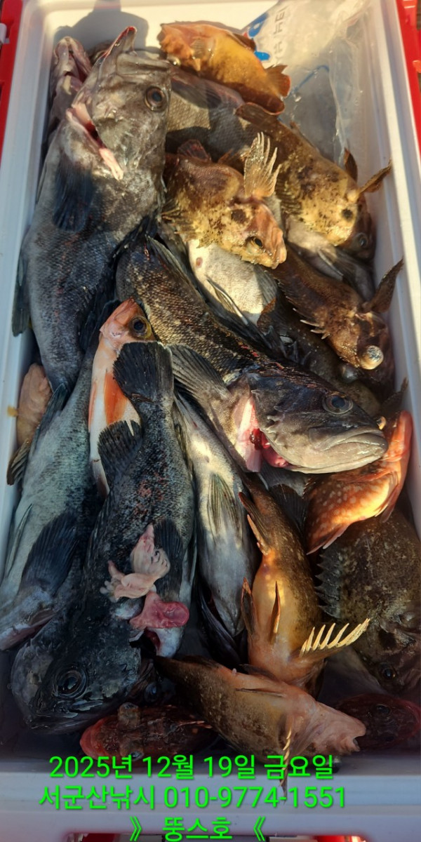 군산 선상낚시, 바다낚시 출조 전문 ☆서군산낚시☆_사진_20251219_12.jpg