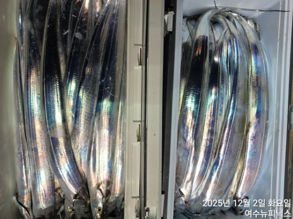 12월2일갈치 (4).jpg