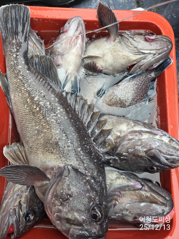 최강피싱 063.463.0800_사진_20251213_32.jpg