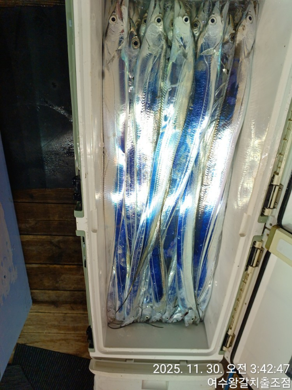 여수왕갈치출조점_사진_20251130_16.jpg