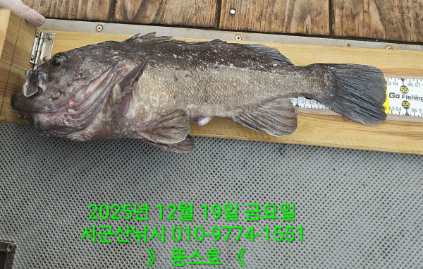 군산 선상낚시, 바다낚시 출조 전문 ☆서군산낚시☆_사진_20251219_5.jpg
