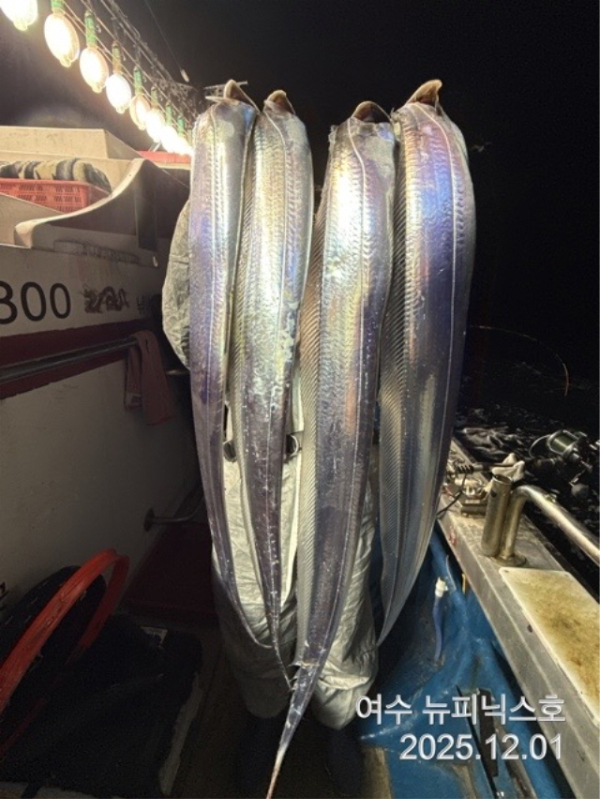 20912월2일갈치 (43).jpg