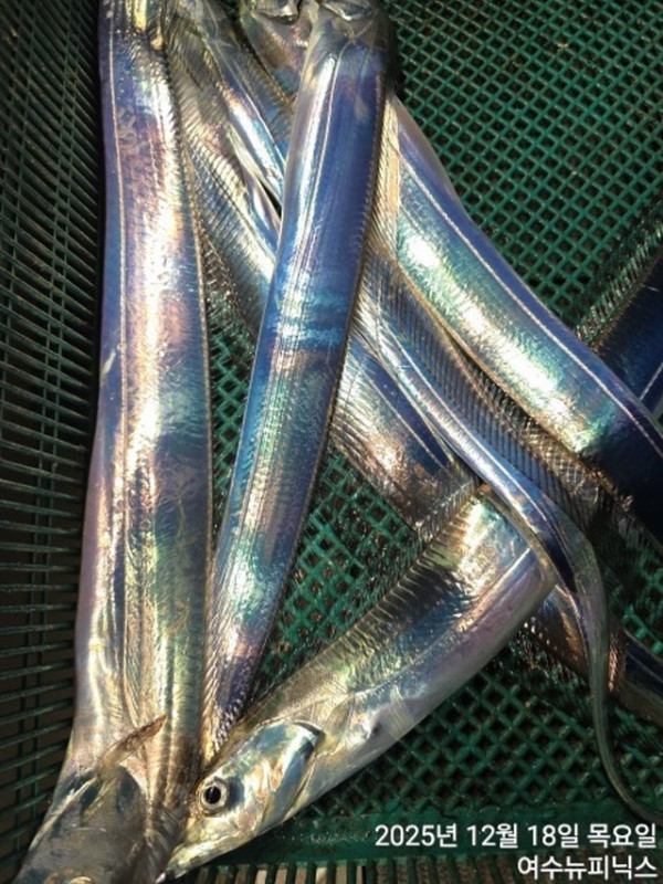 20912월18일갈치 (7).jpg