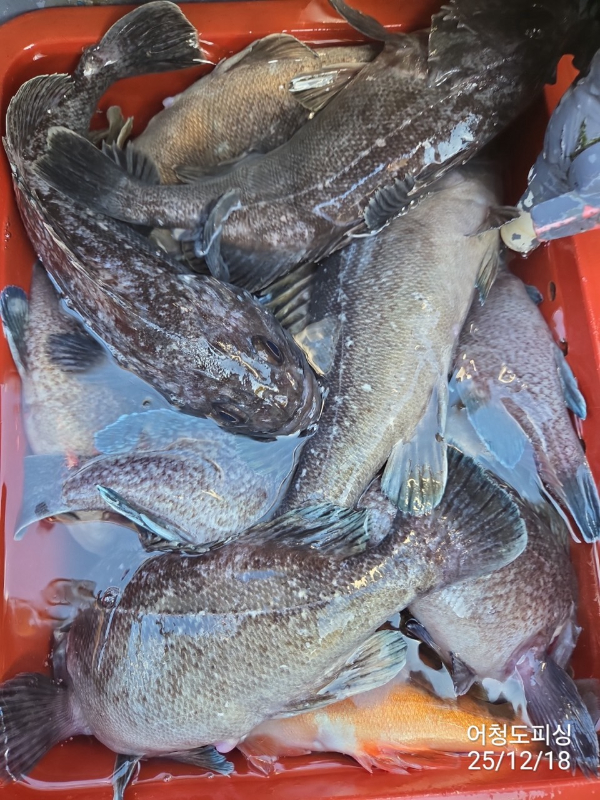 최강피싱 063.463.0800_사진_20251219_33.jpg