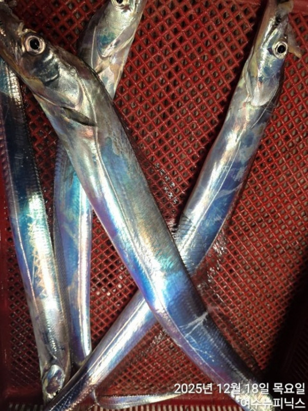 20912월18일갈치 (8).jpg